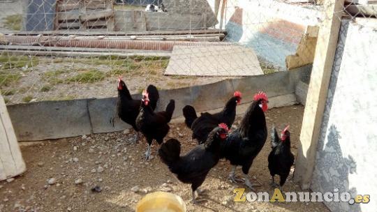 GALLOS CASTELLANOS